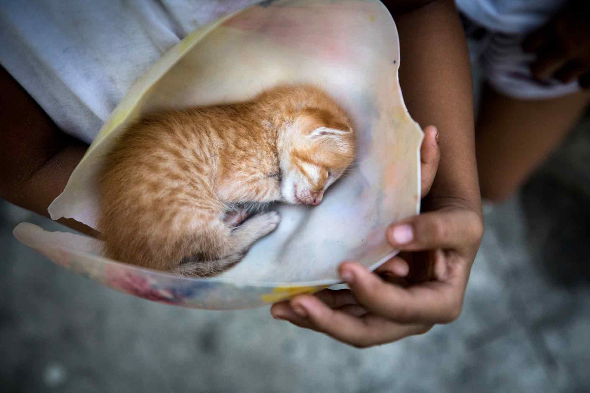 Prene Kaye del Rosario, 6, protectively carries one of the many stray kittens wandering the Tenement in Taguig, Philippines.